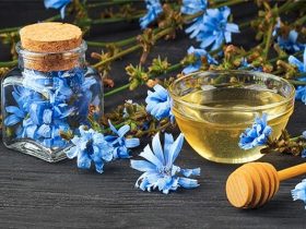 کاسنی برای پاکسازی کبد